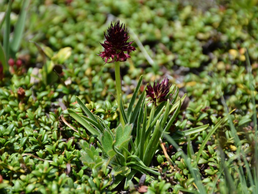 Nigritella rhellicani